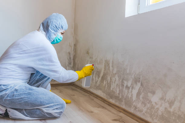 Mold Remediation specialist working in Buckley
